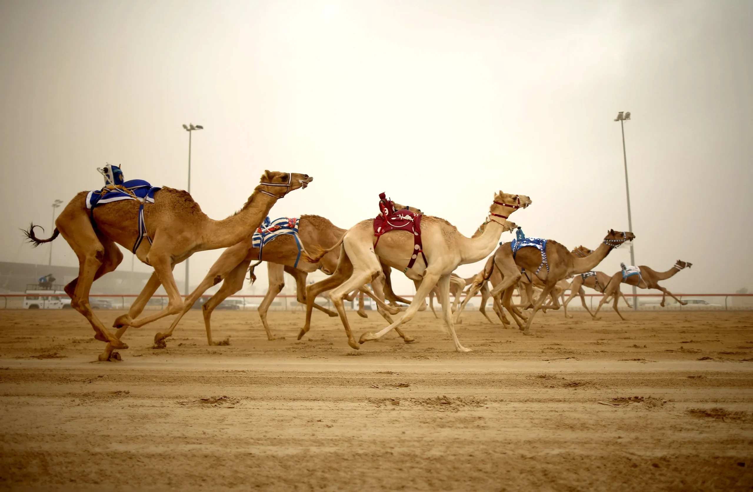 CamelRacing-DubaiTTD-2020-GettyImages-450199299